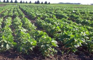 sitios comprar nitrato potasio lima FERTISUR | Fertilizantes Agrícolas