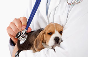clinicas perros lima Clínica Veterinaria Dogtoras