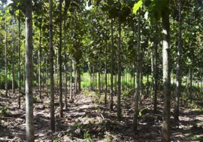 tala arboles lima Reforestadora Bánati Bosque