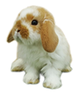 venta conejos lima Mundo Rabbit