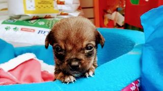 lugares adopcion perros lima Centro De Adopción Klisman Lopez