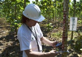 tala arboles lima Reforestadora Bánati Bosque