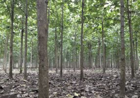 tala arboles lima Reforestadora Bánati Bosque