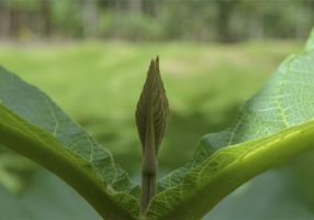 tala arboles lima Reforestadora Bánati Bosque