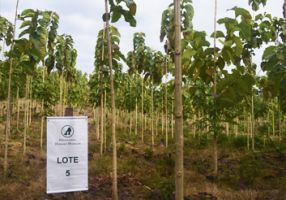 tala arboles lima Reforestadora Bánati Bosque