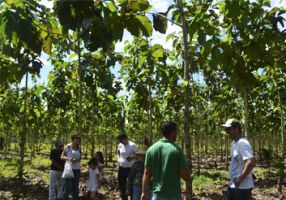 tala arboles lima Reforestadora Bánati Bosque