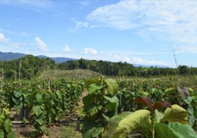 tala arboles lima Reforestadora Bánati Bosque