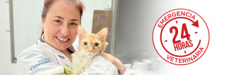 clinicas esterilizar gatos lima Gattos Clinica Especializada en Medicina Felina